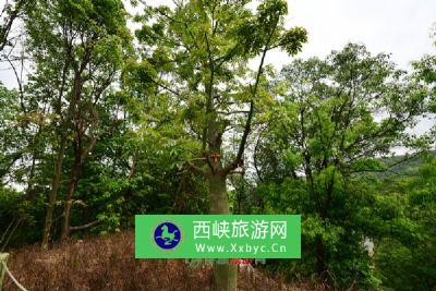 重庆仙女山国家森林公园