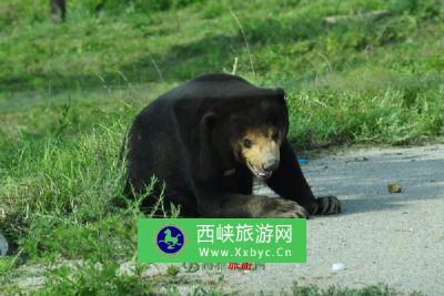华龙集团养熊场