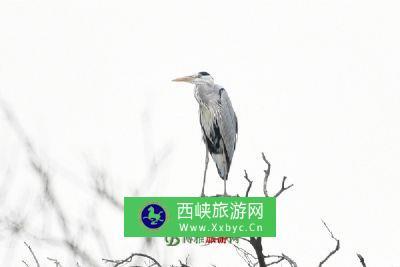 砀山黄河故道省级自然保护区