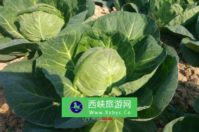 衡水邓庄农业科技示范园