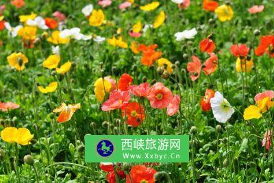 北京金绿园观光采摘园