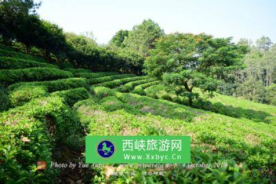 桂林茶科所茶叶科技园