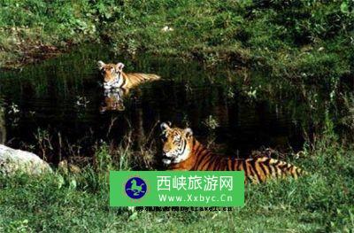 宜黄华南虎自然保护区