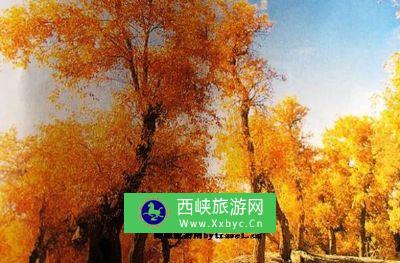 胡杨林自然公园