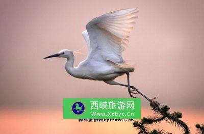 重庆三多桥白鹭保护区